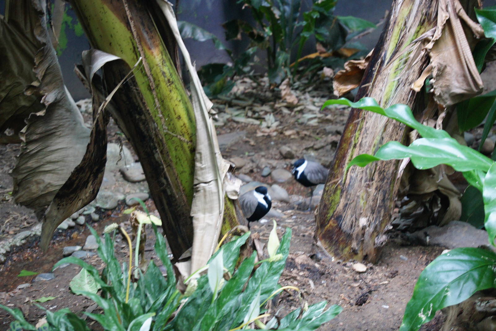 African Spur - Winged Plover