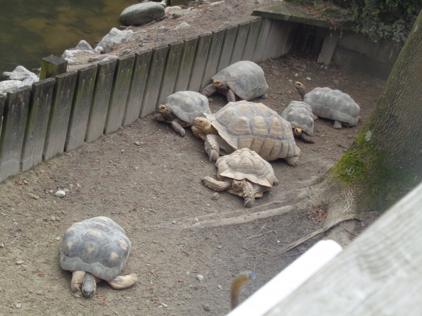 African spurred and Red-footed tortoises