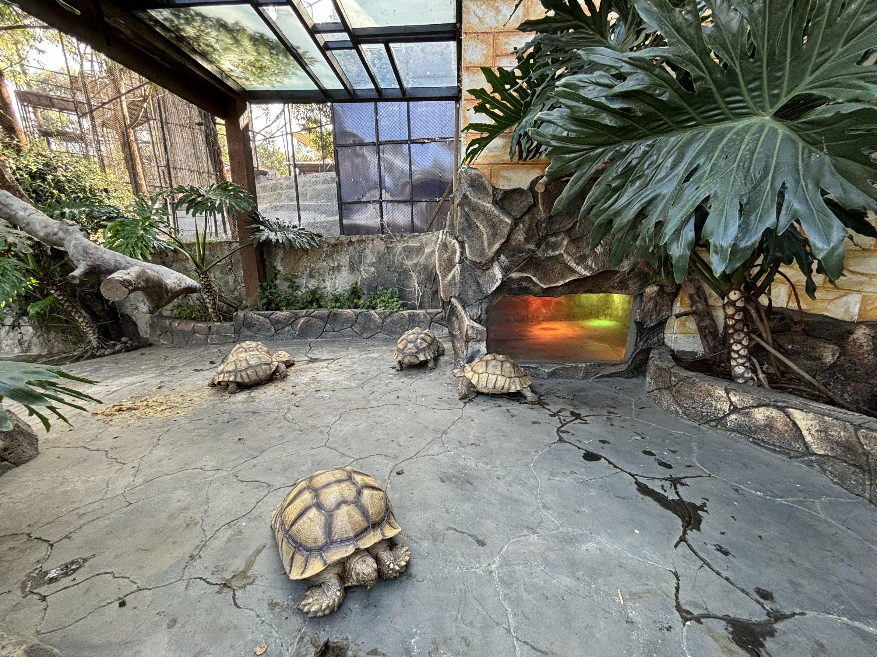 African Spurred + Leopard Tortoise Exhibit