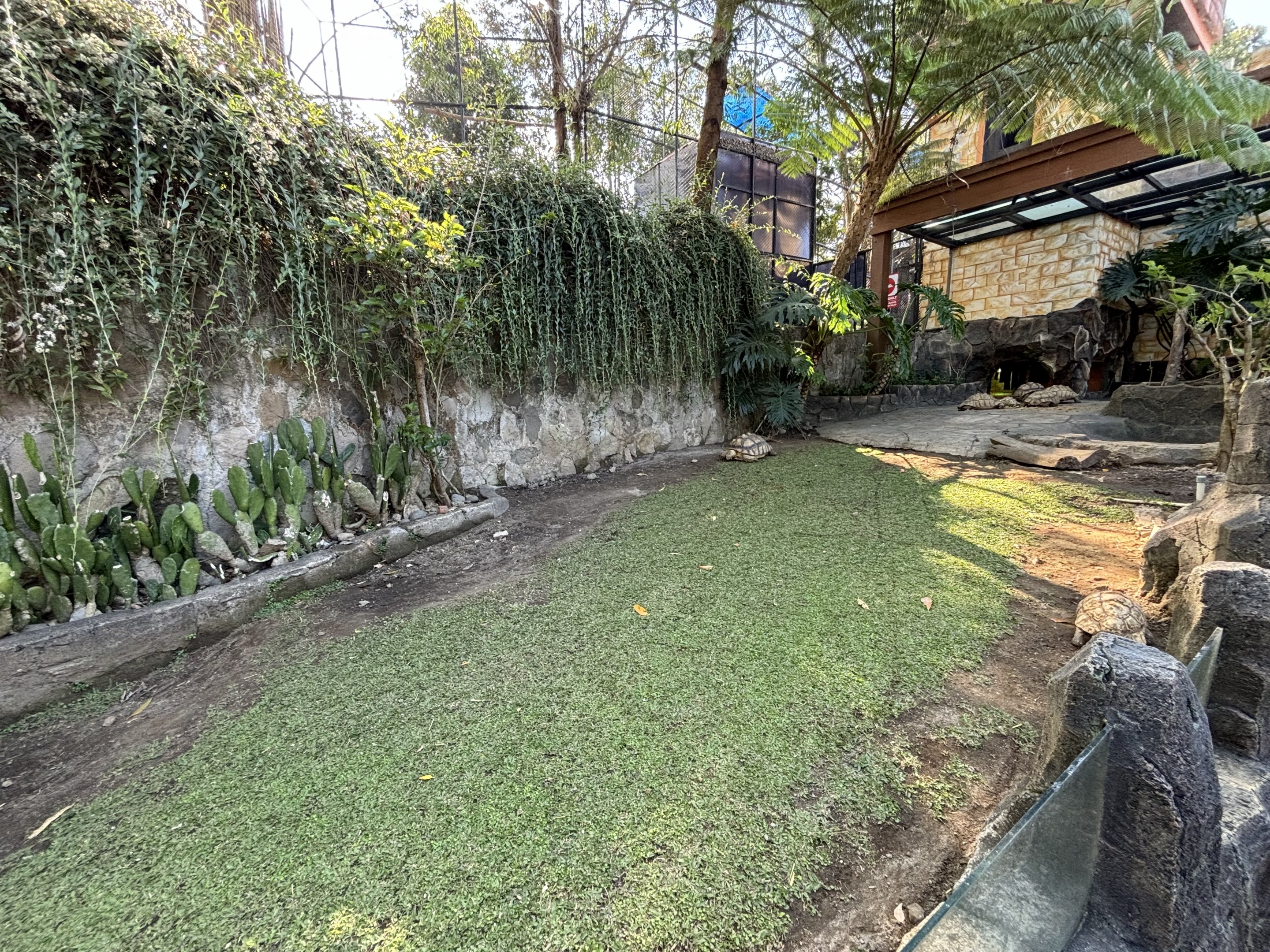 African Spurred + Leopard Tortoise Exhibit