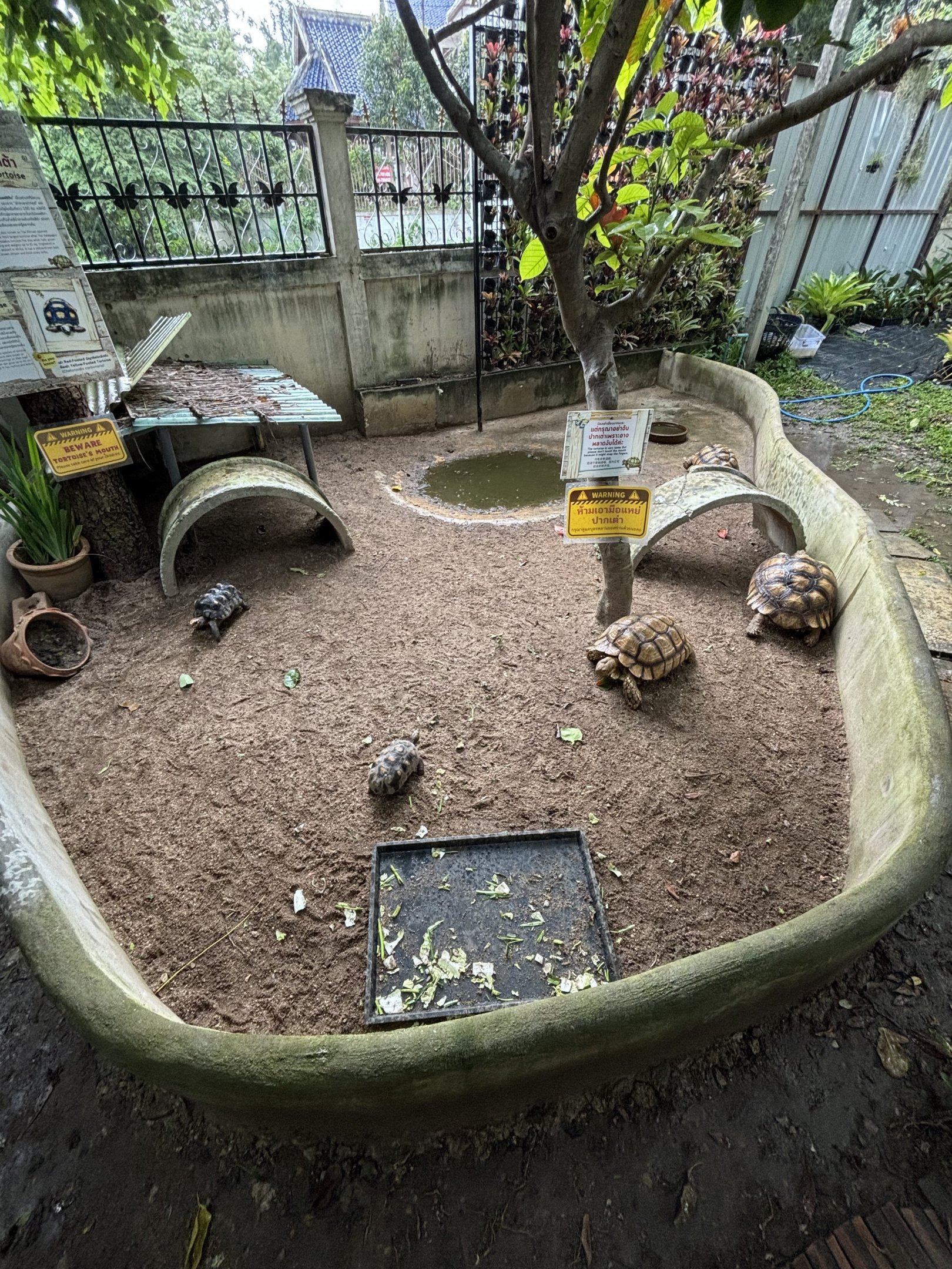African Spurred + Red-footed Tortoises