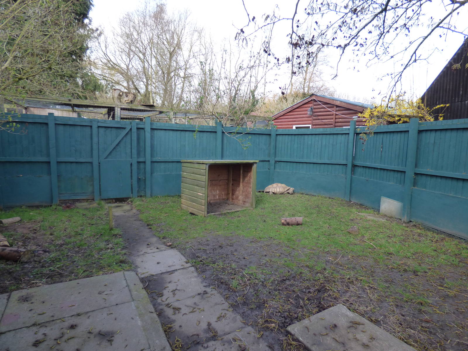African Spurred Thighed Tortoise Enclosure