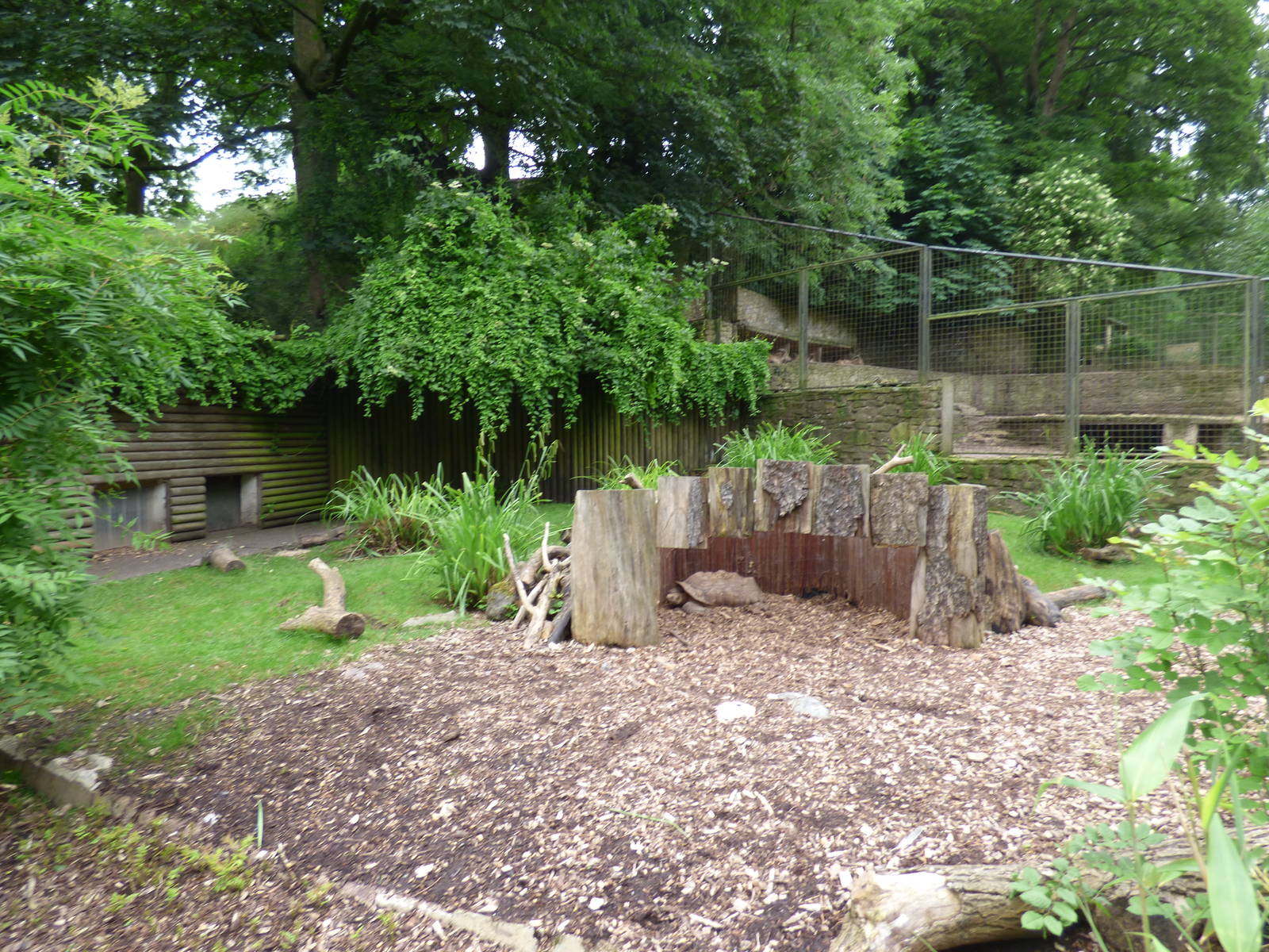 African Spurred Thighed Tortoise Enclosure