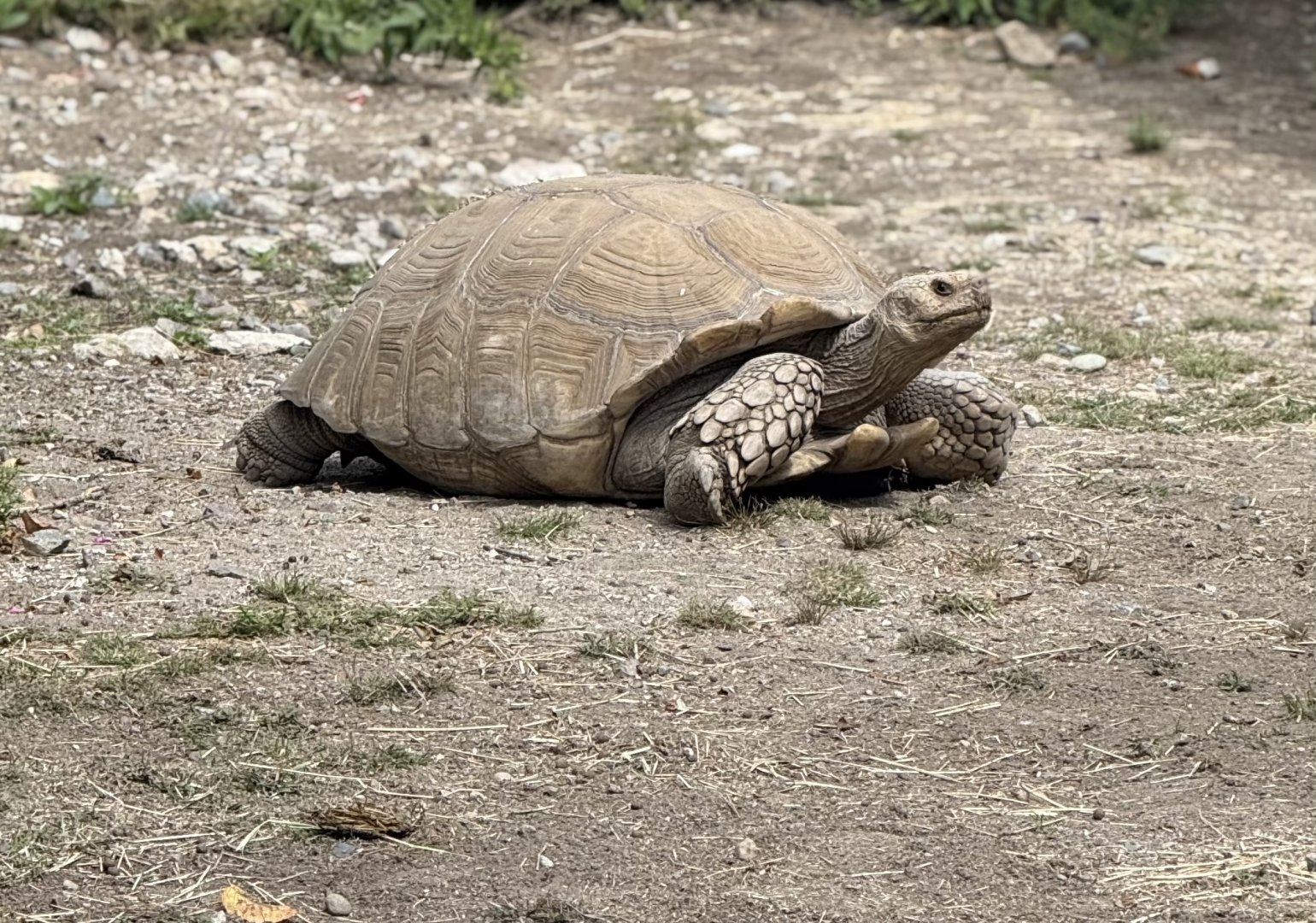 African Spurred Tortise
