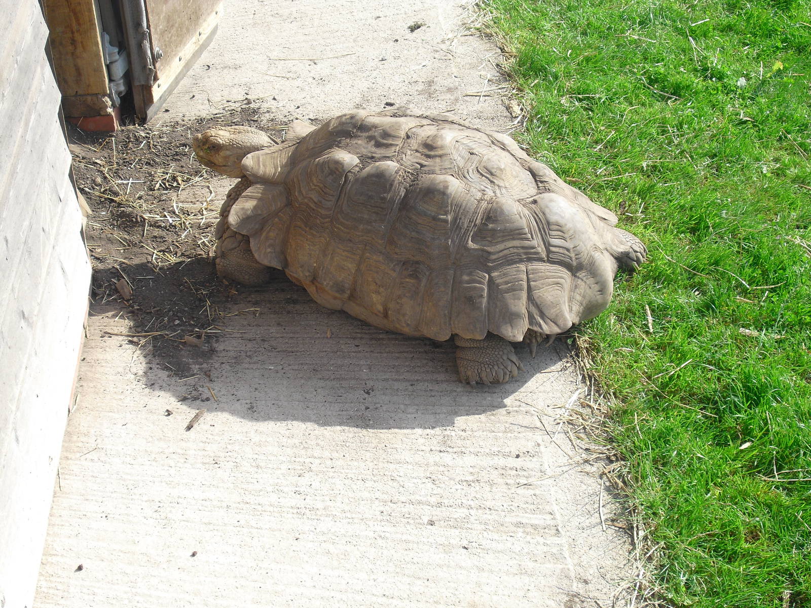 African Spurred Tortoise - 01/10/2011