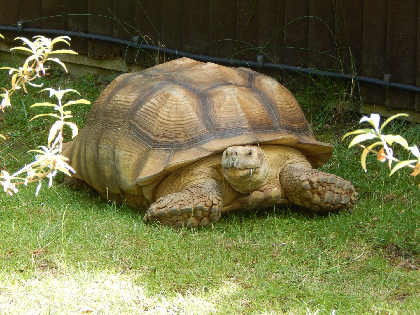 African spurred tortoise 100722