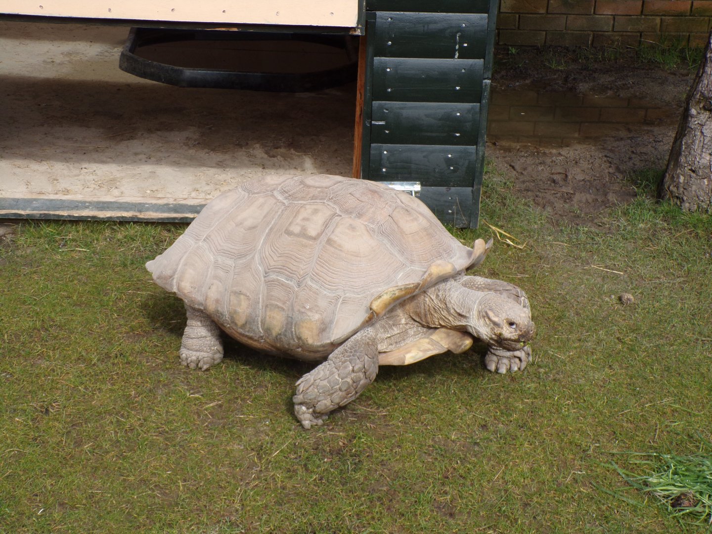 African spurred tortoise 12.4.24
