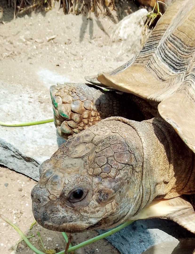 African Spurred Tortoise 180525