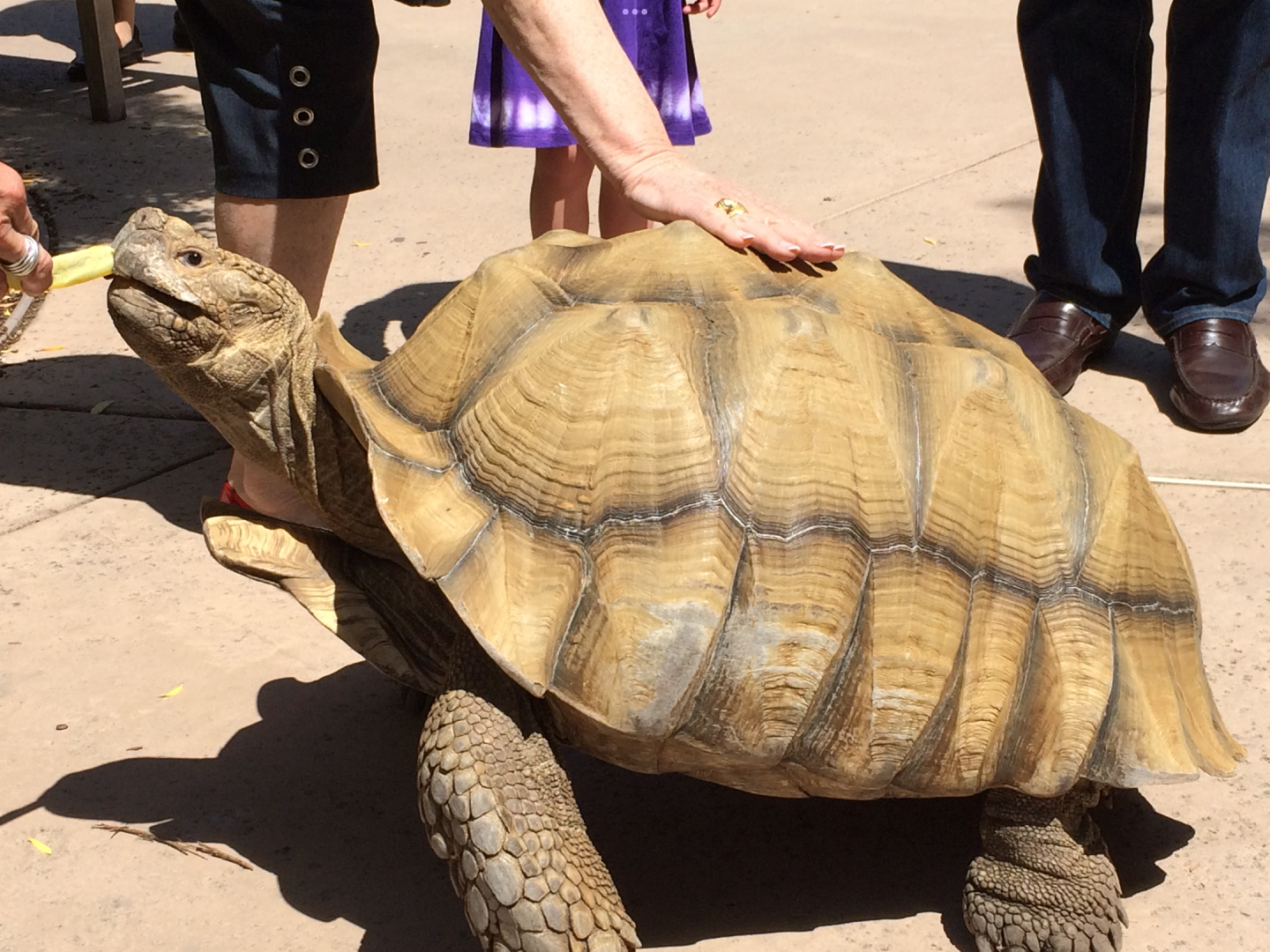 African Spurred Tortoise - 2014