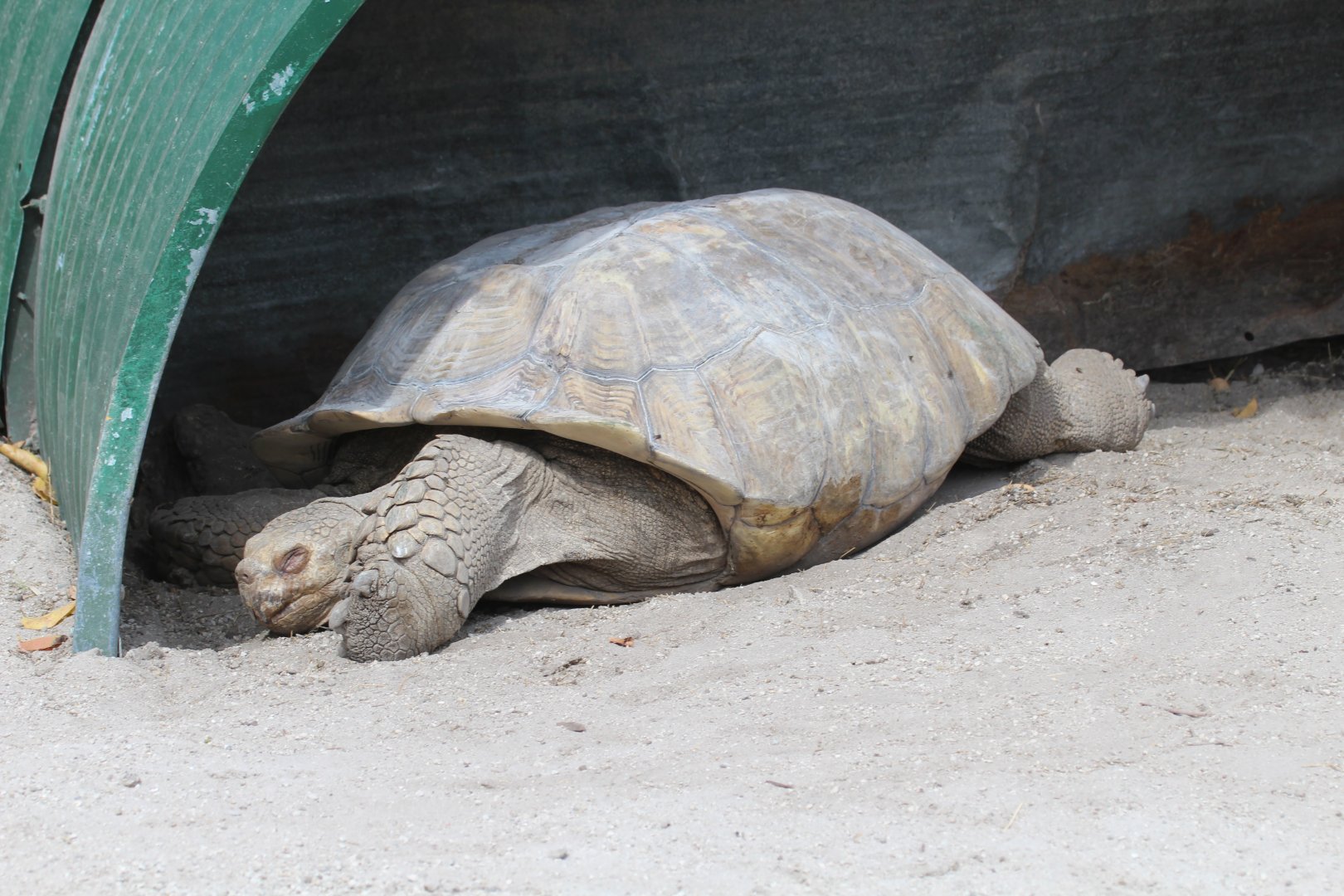 African Spurred Tortoise (2016)
