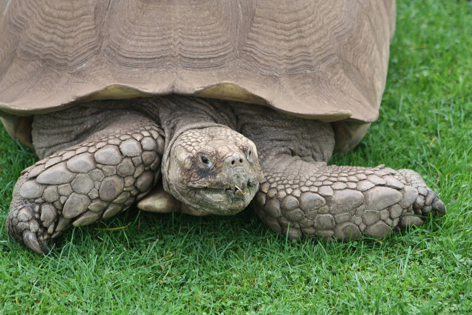 African Spurred Tortoise, 30th September 2014