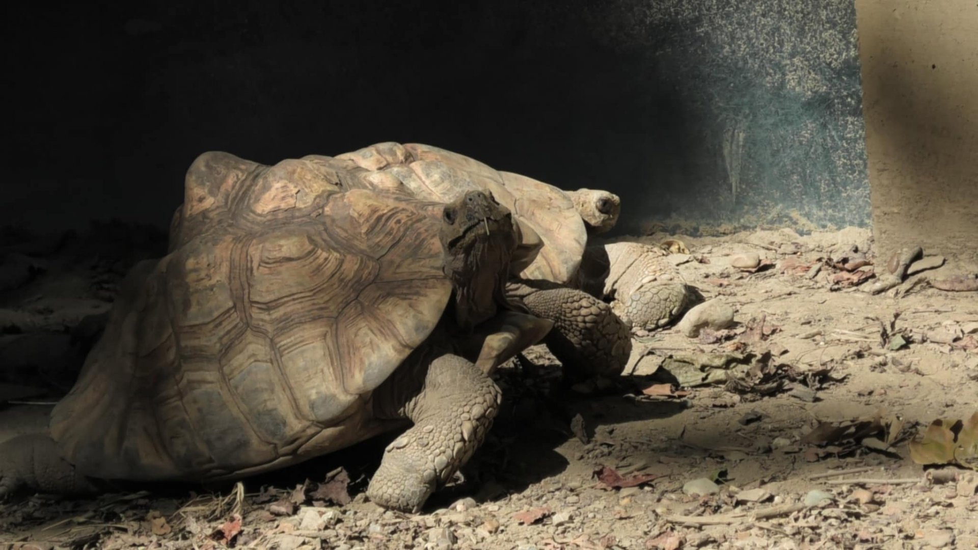 African spurred tortoise again