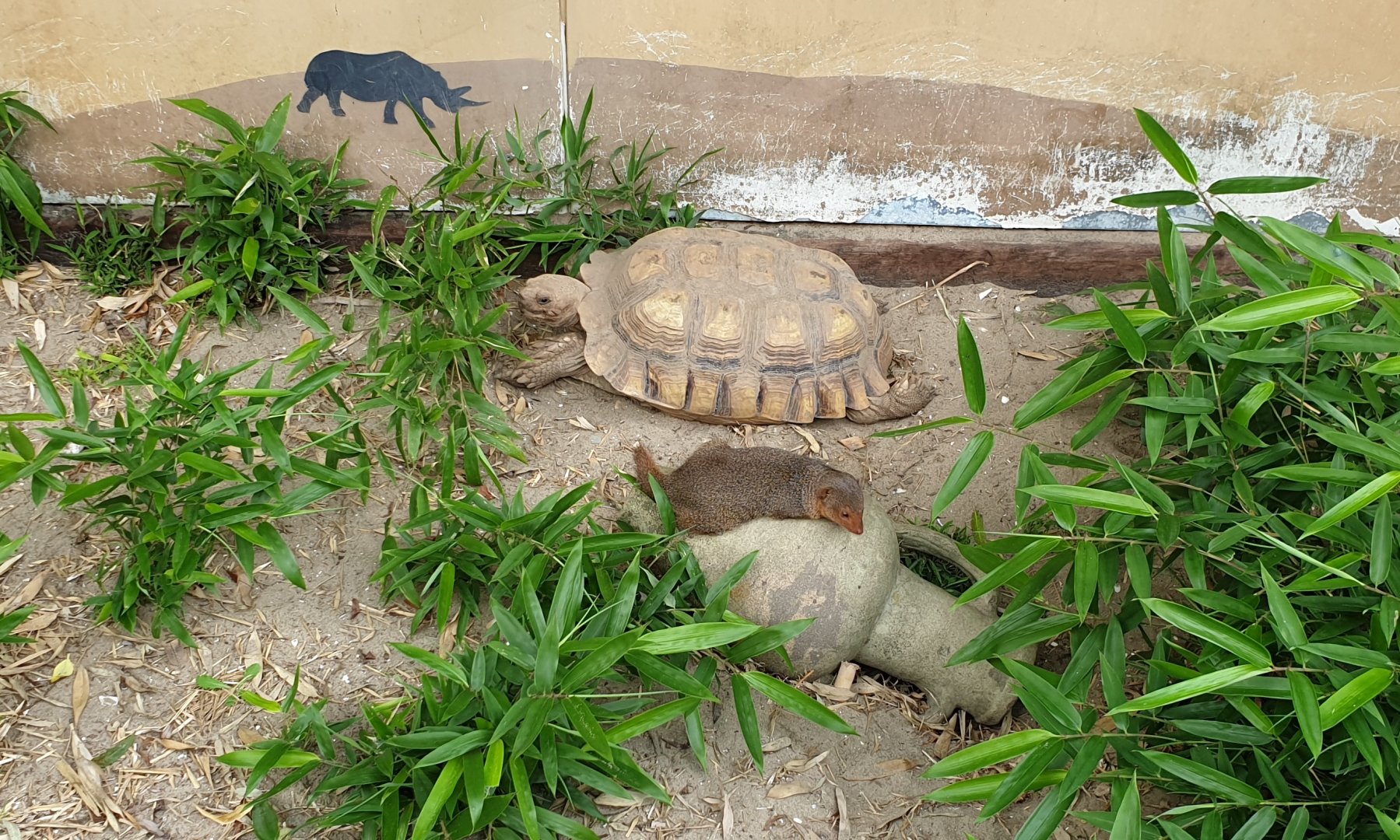 African spurred tortoise and Dwarf mongoose