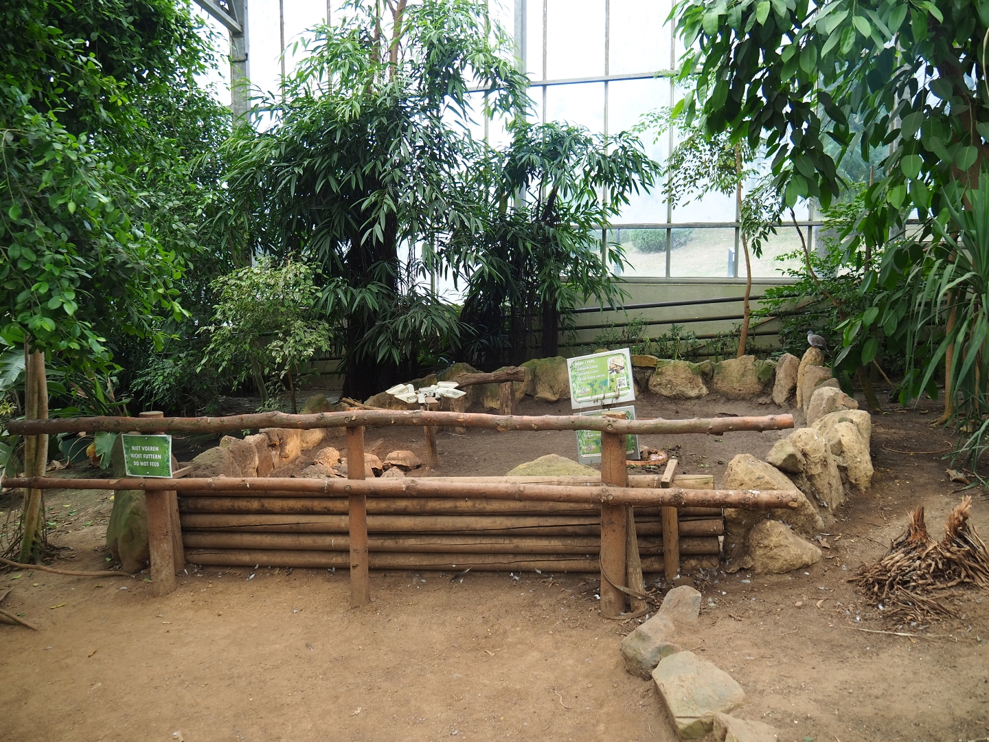 African spurred tortoise and Hermann's tortoise paddock (Aug 28th, 2018)