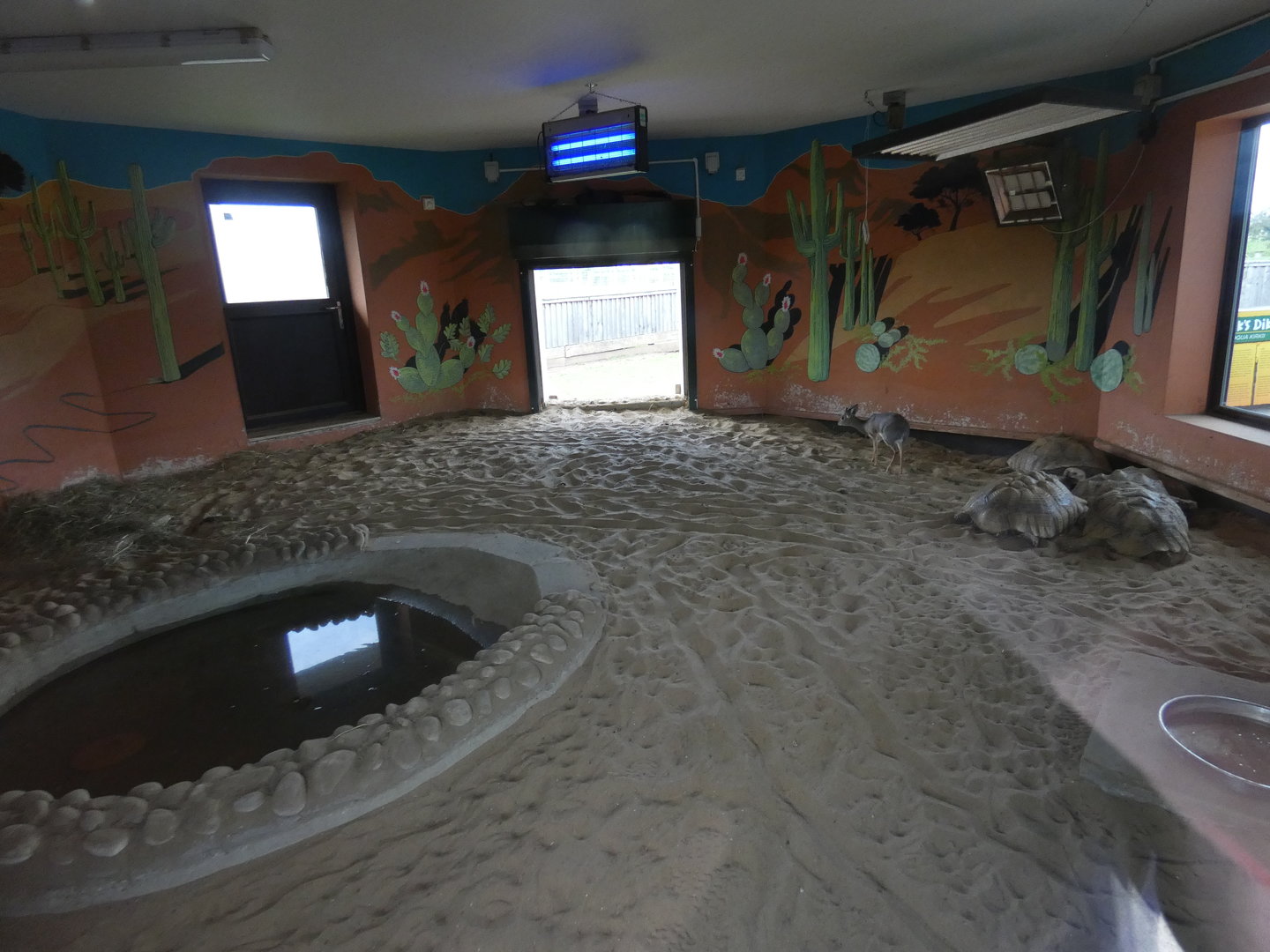 African spurred tortoise and Kirk's dik-dik enclosure