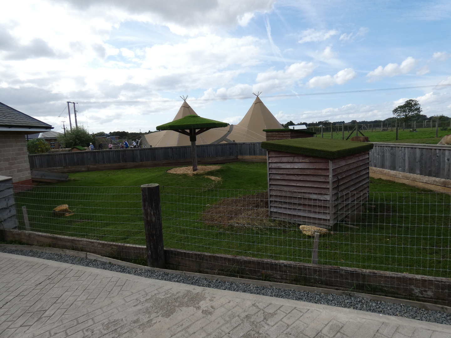 African spurred tortoise and Kirk's dik-dik outdoor enclosure