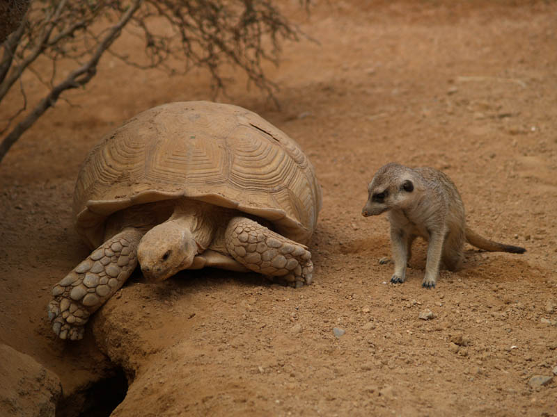 African spurred tortoise and meerkat