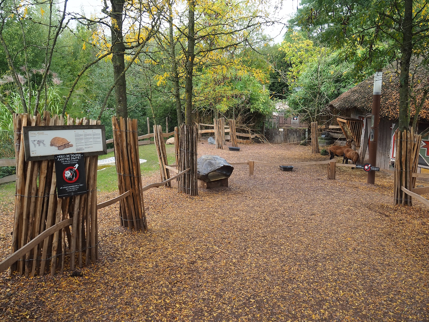 African spurred tortoise, Anglo-Nubian goat and Cameroon sheep walk-through exhibit, 2023-10-13