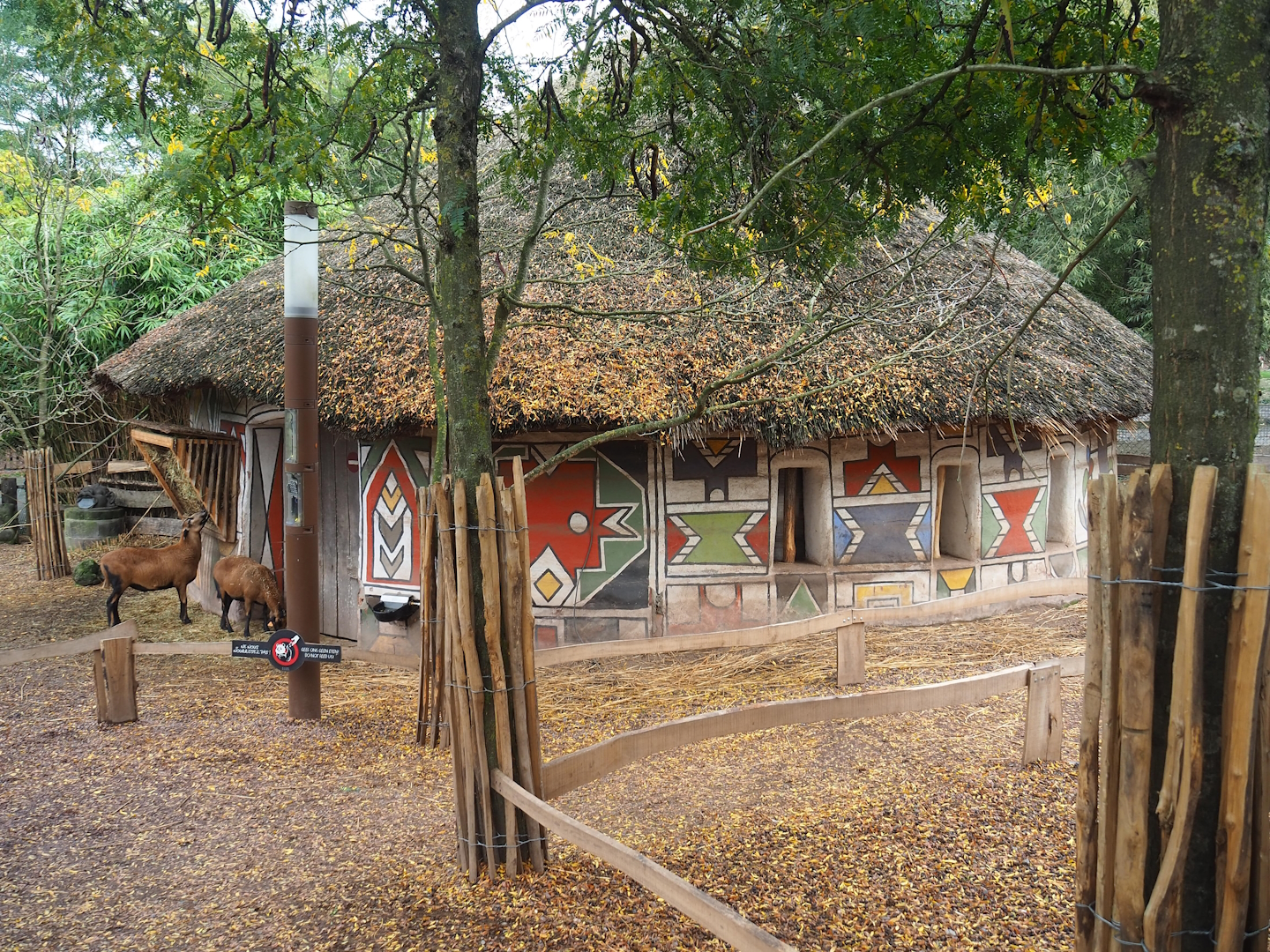 African spurred tortoise, Anglo-Nubian goat and Cameroon sheep walk-through exhibit, 2023-10-13