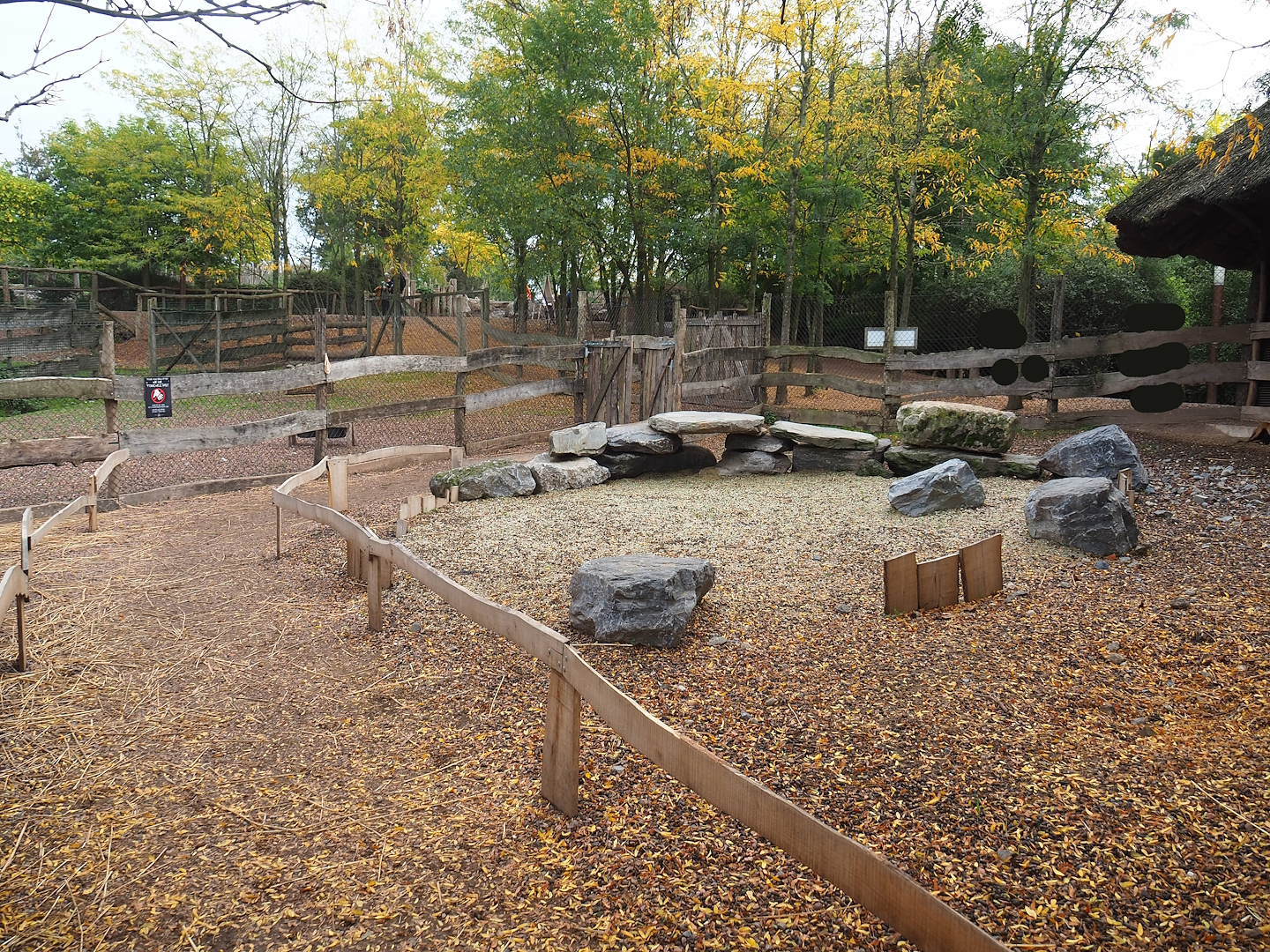 African spurred tortoise, Anglo-Nubian goat and Cameroon sheep walk-through exhibit, 2023-10-13