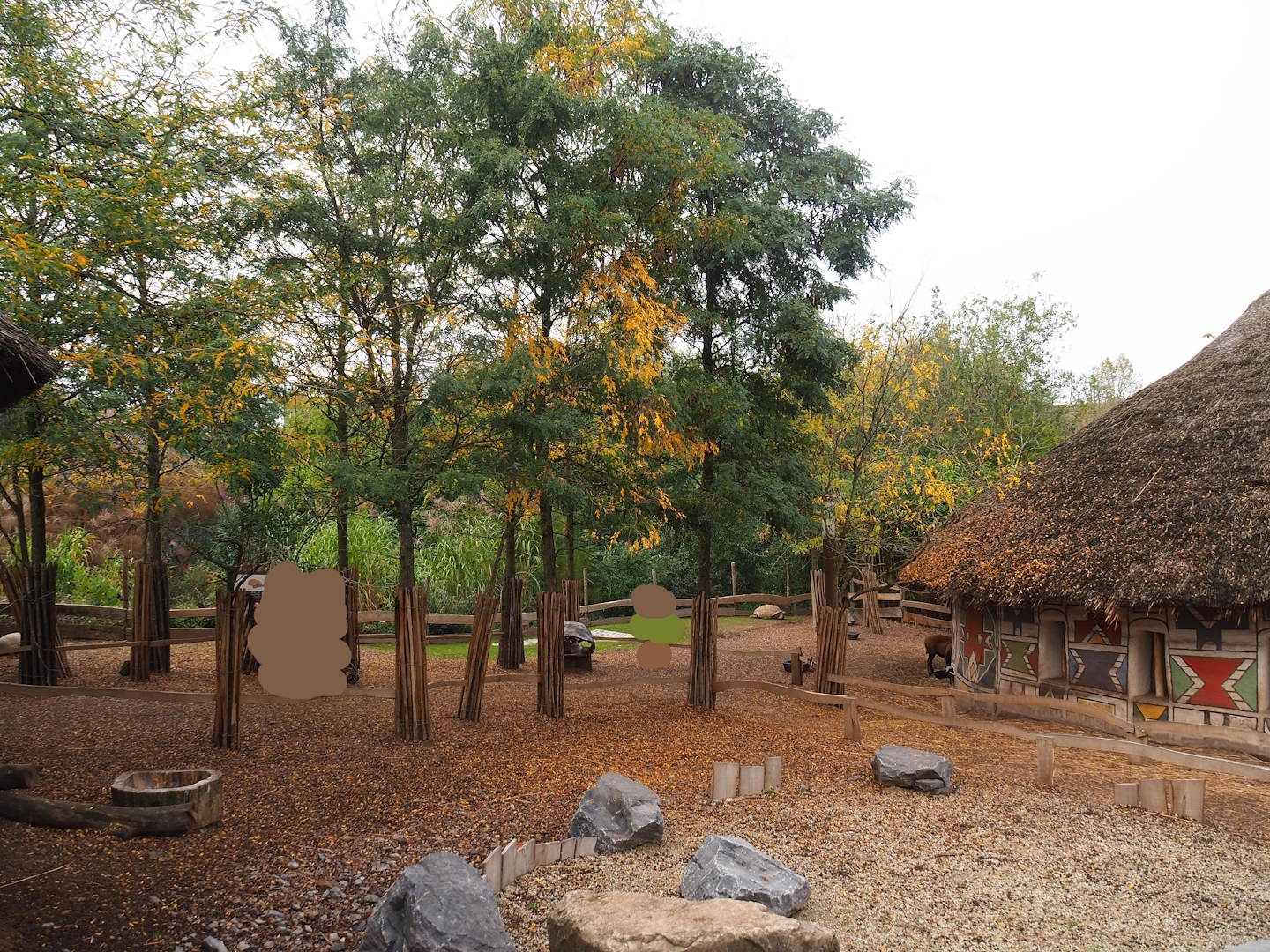 African spurred tortoise, Anglo-Nubian goat and Cameroon sheep walk-through exhibit, 2023-10-13