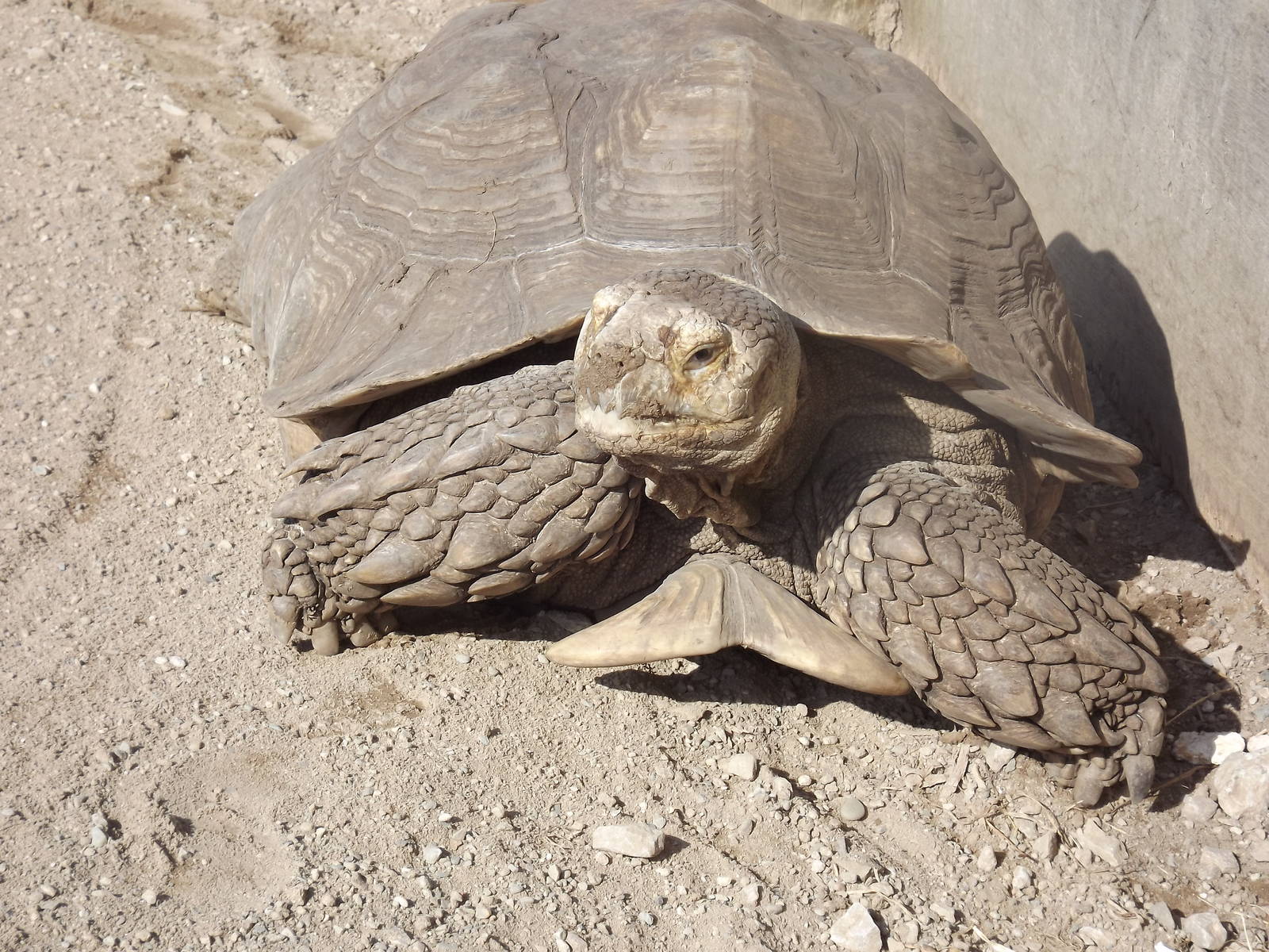 African Spurred Tortoise at Blackpool Zoo 01/04/12