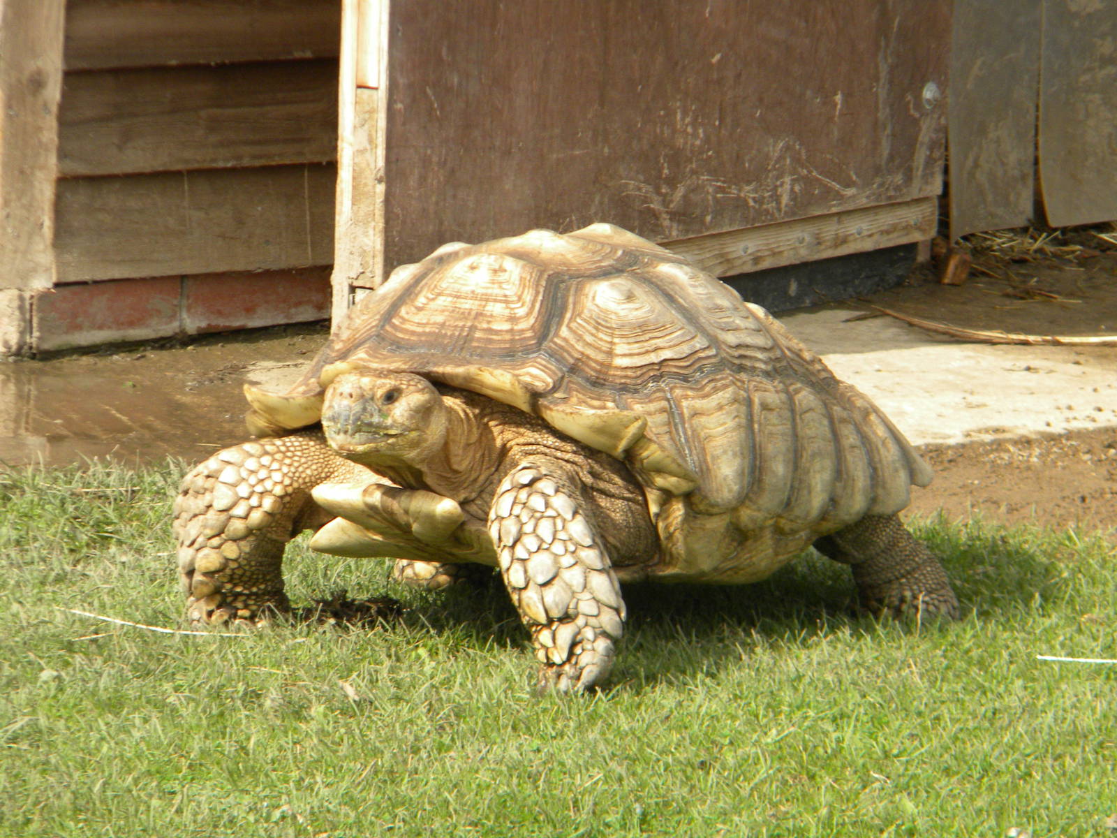 African spurred Tortoise at Blackpool Zoo 21/08/11