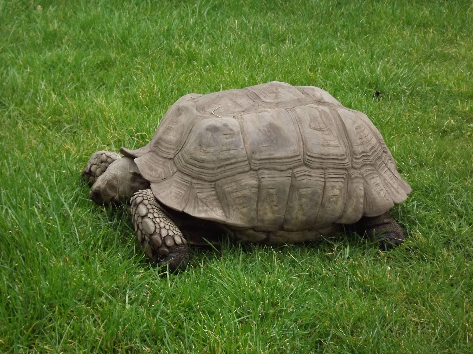 African Spurred Tortoise at Blackpool Zoo 26/02/12
