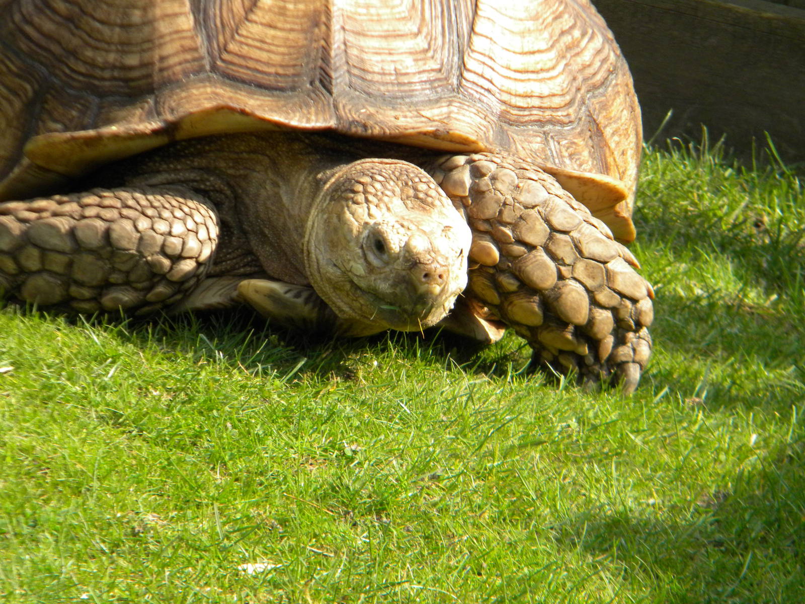 African Spurred Tortoise at Blackpool Zoo 27th March 2011