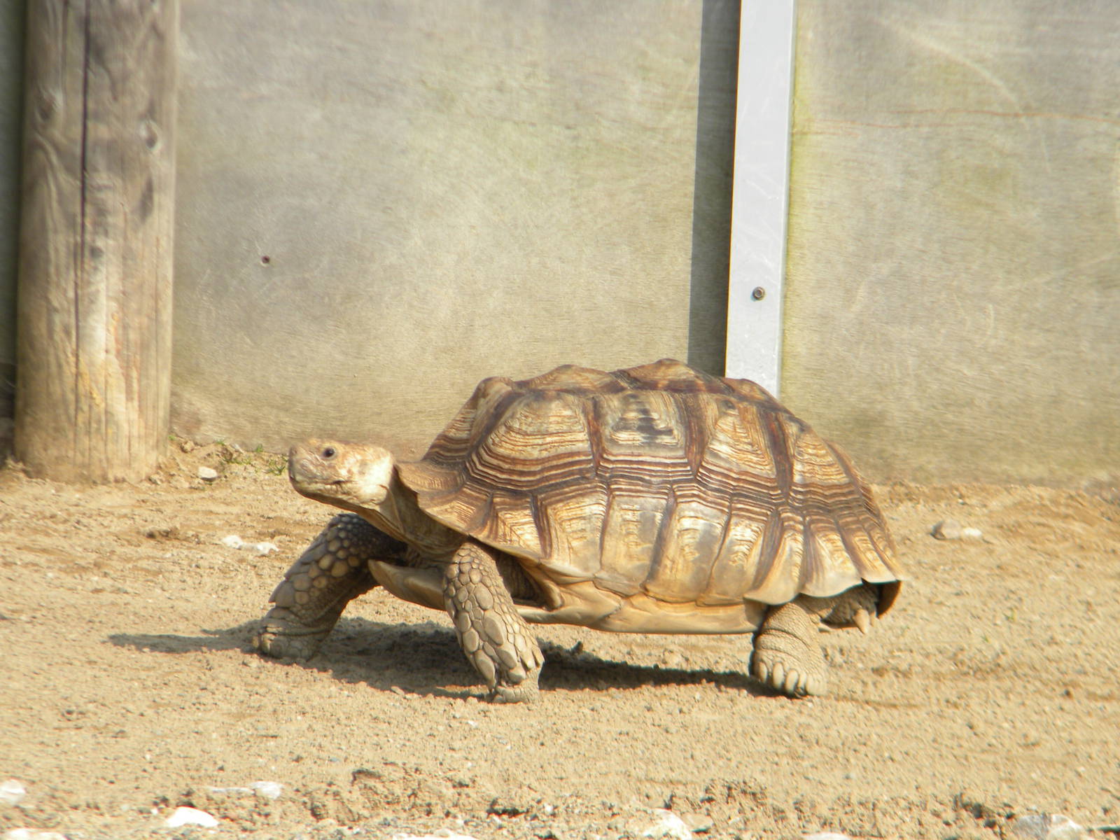 African Spurred Tortoise at Blackpool Zoo 27th March 2011