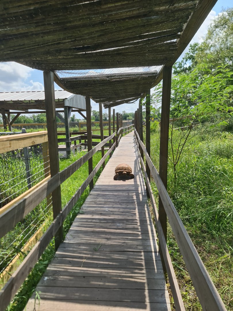 African Spurred Tortoise at Crocodile Encounter