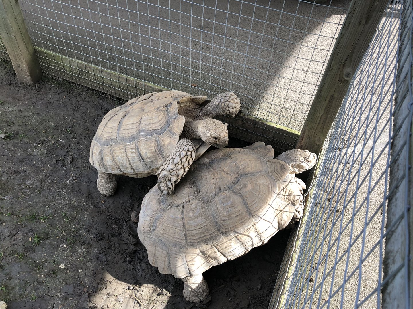 African Spurred Tortoise at Hamerton Zoo Park (October 2023)