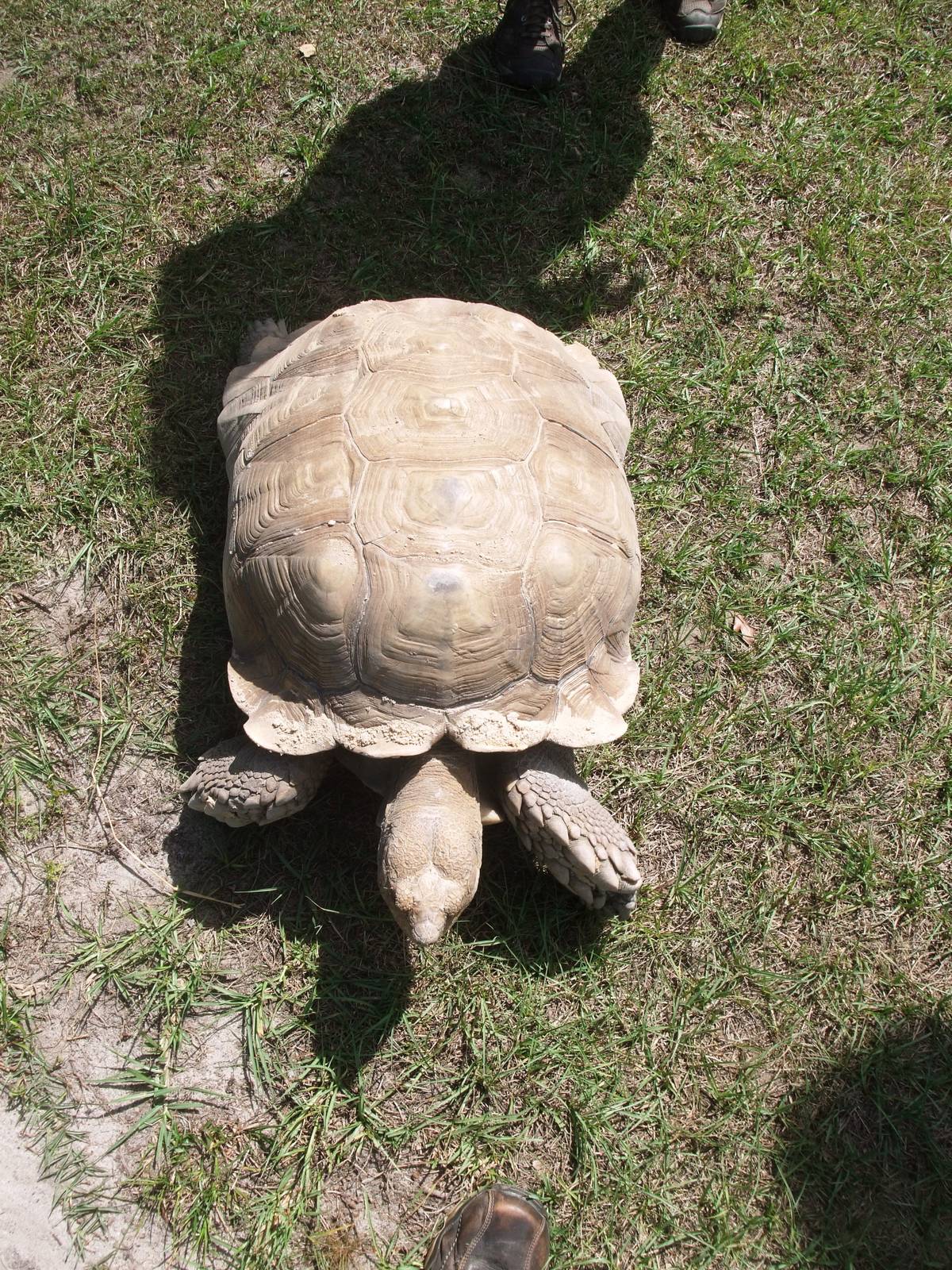 African Spurred Tortoise at Lubee Bat Conservancy, 11/10/13