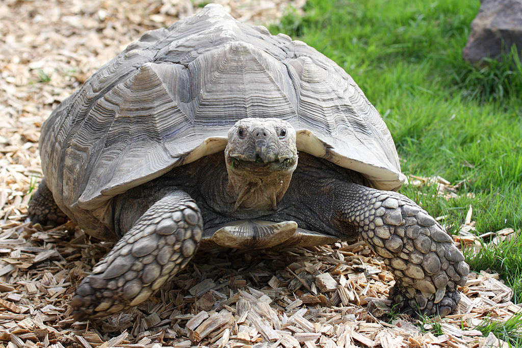 African Spurred Tortoise at Peak Wildlife Park 4/9/15
