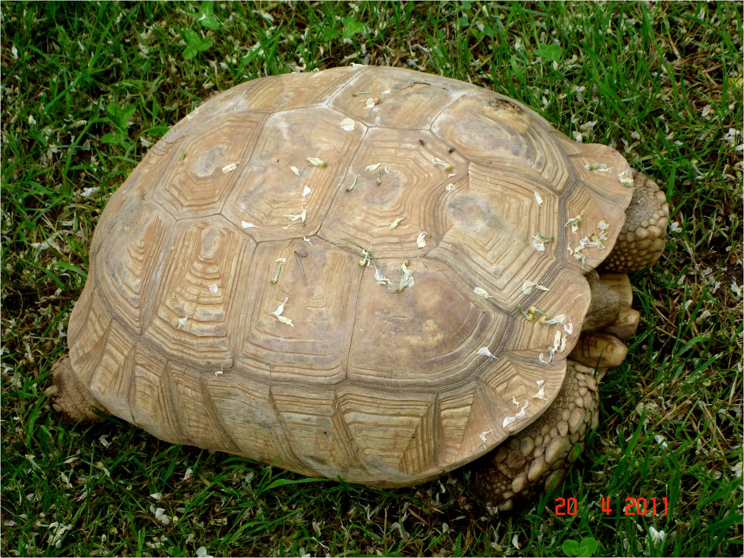 African Spurred Tortoise at Zoo Santo Inacio, 20/04/11