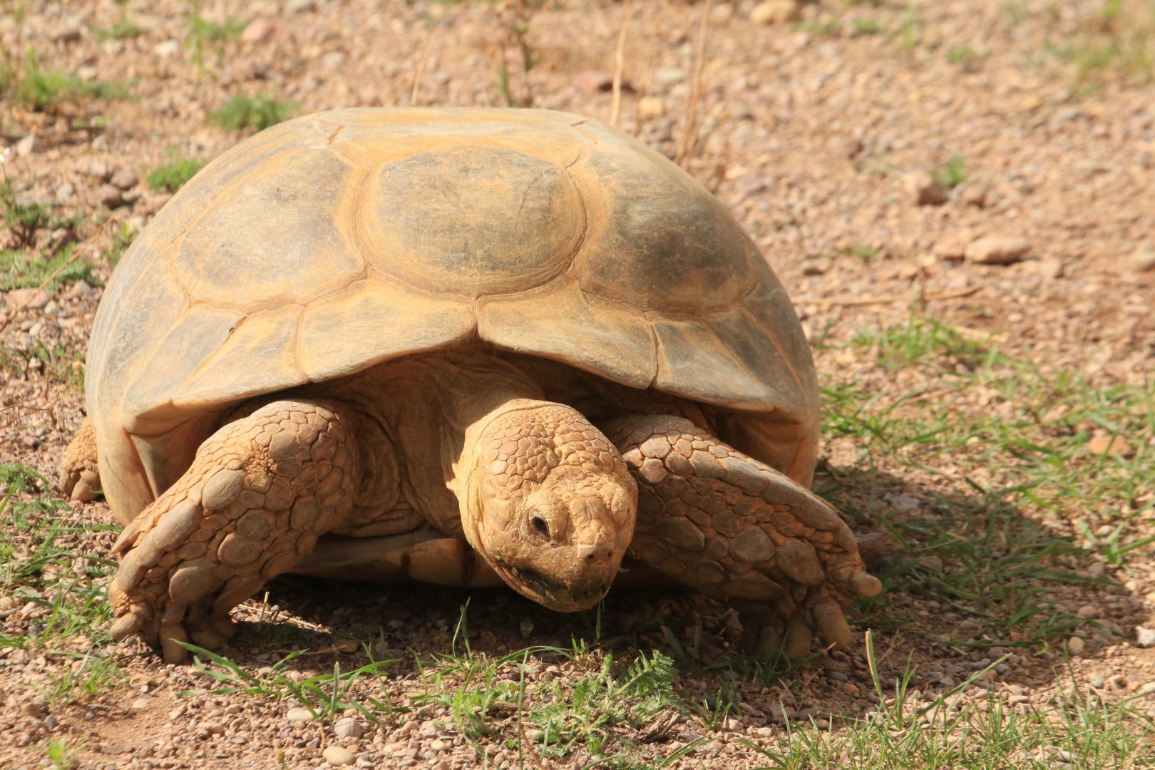 African Spurred Tortoise (August 2019)