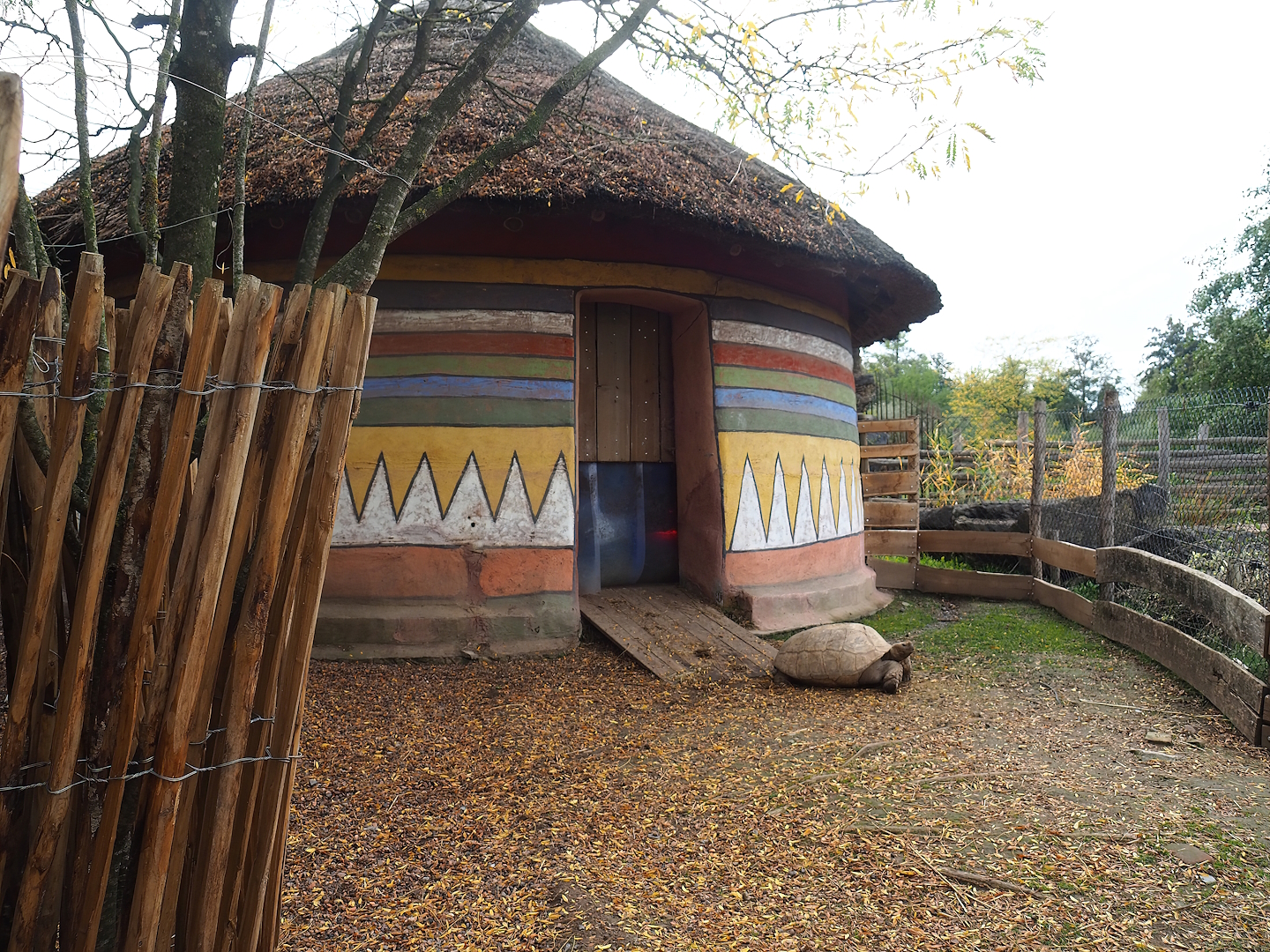 African spurred tortoise barn, 2023-10-13
