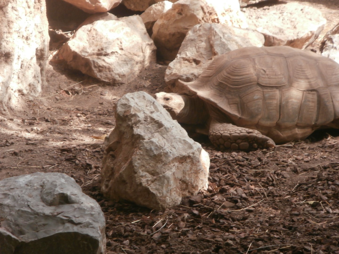 African spurred tortoise -Bioparc Valencia (Summer 2017)
