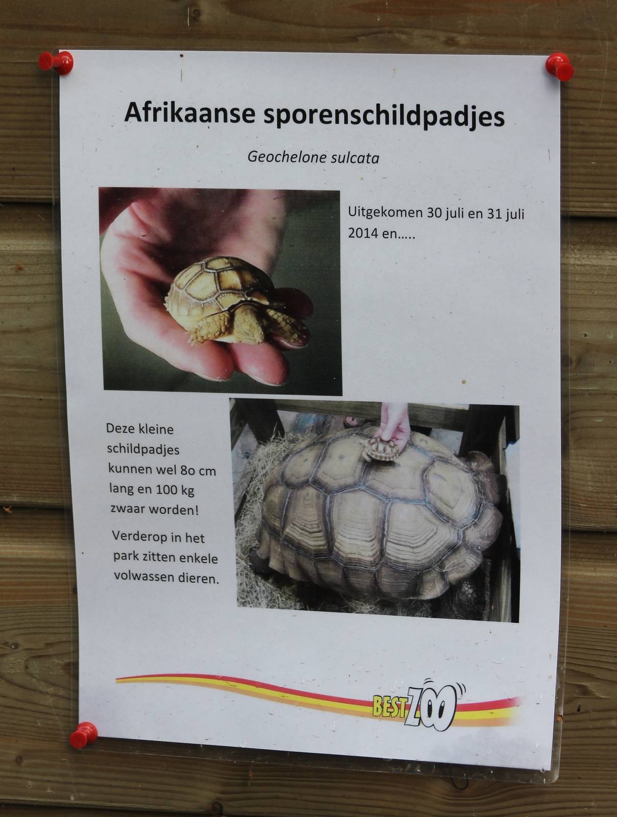 African spurred tortoise birth-sign