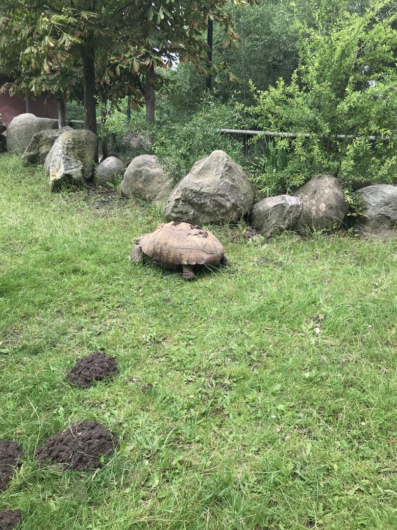 African Spurred Tortoise (Centrochelys sculcata) (7/6/25)