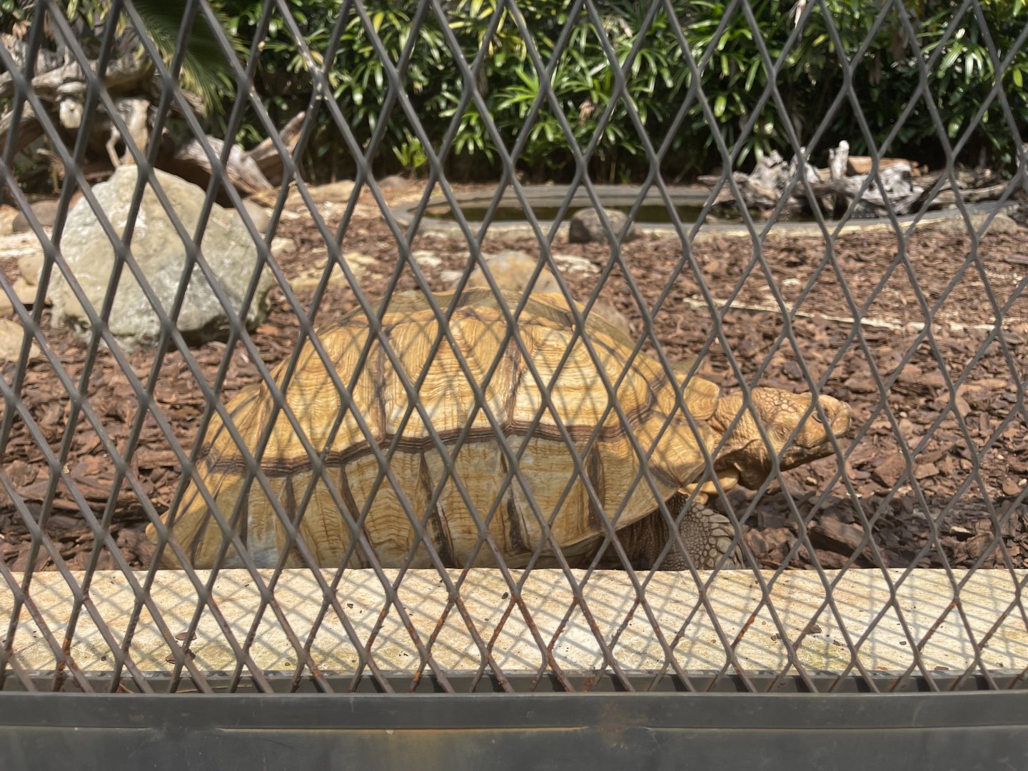 african spurred tortoise (centrochelys sulcata) (2) - museum komodo