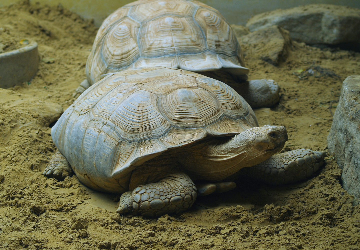 African spurred tortoise (Centrochelys sulcata), 2006-07-08