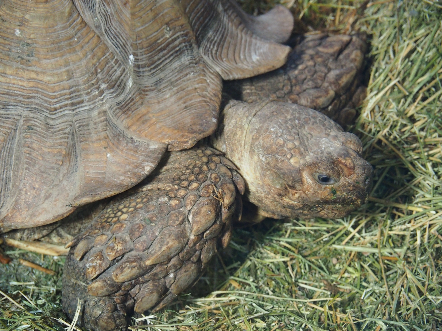 African spurred tortoise (Centrochelys sulcata), 2019-04-06