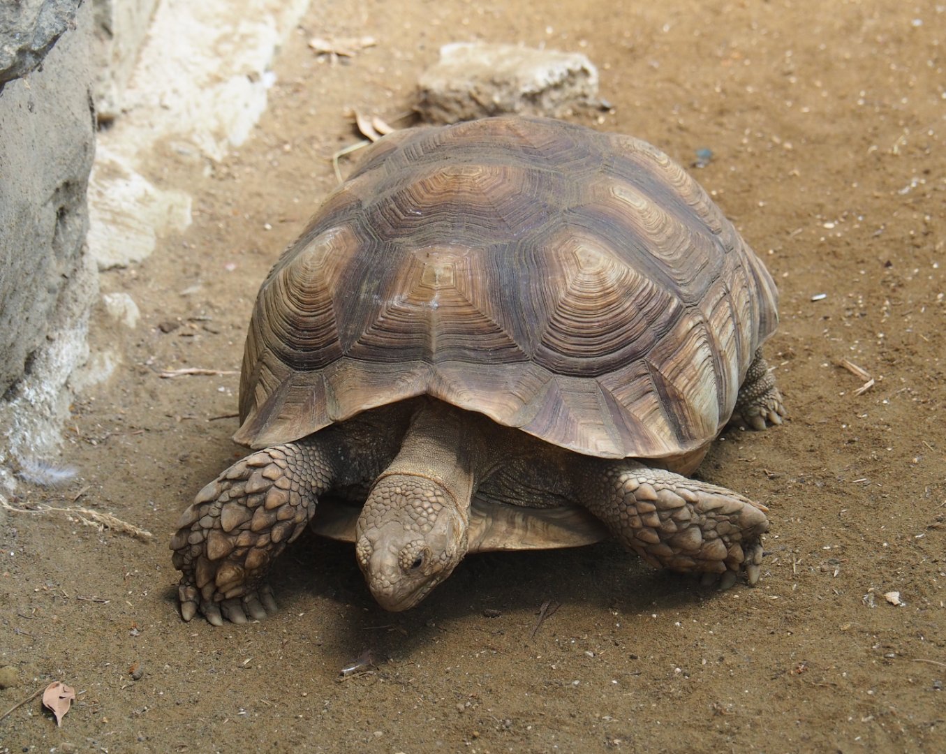 African spurred tortoise (Centrochelys sulcata), 2019-08-04
