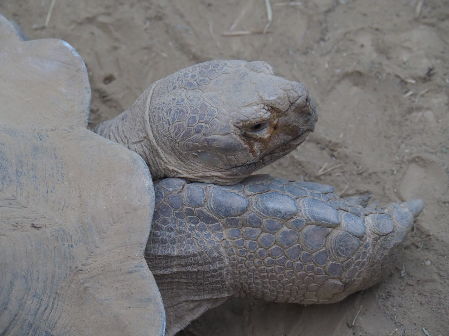 African spurred tortoise (Centrochelys sulcata), 2019-12-30