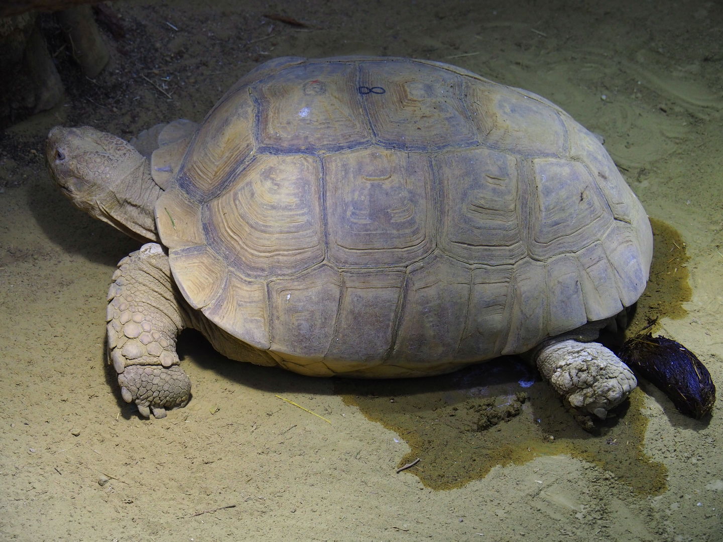 African spurred tortoise (Centrochelys sulcata), 2020-05-24