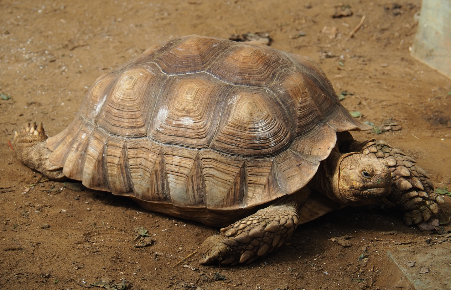 African spurred tortoise (Centrochelys sulcata), 2020-06-20