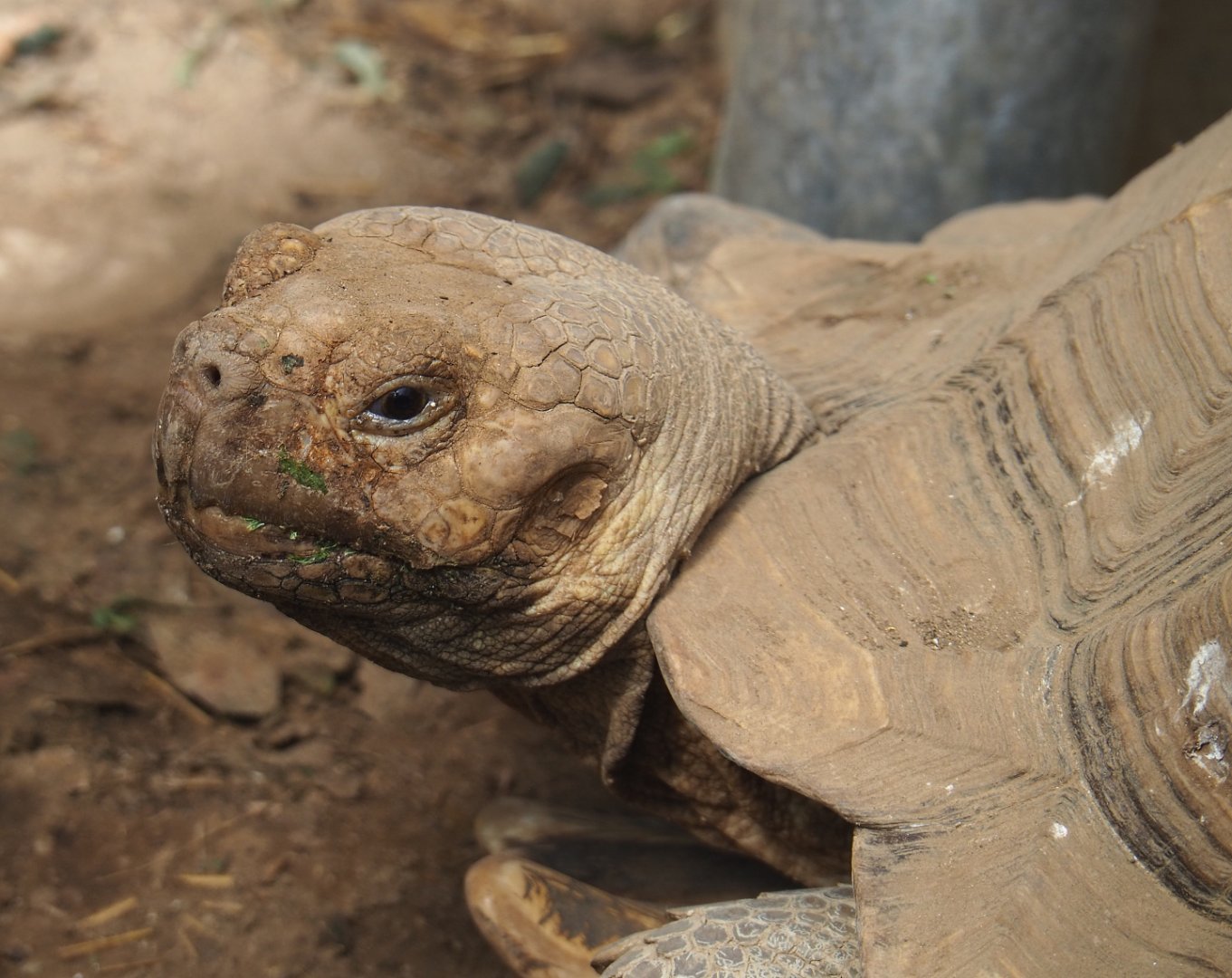 African spurred tortoise (Centrochelys sulcata), 2020-06-20