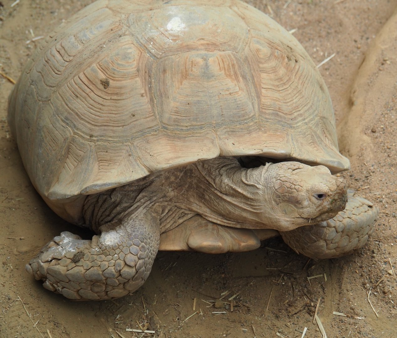 African spurred tortoise (Centrochelys sulcata), 2020-06-28