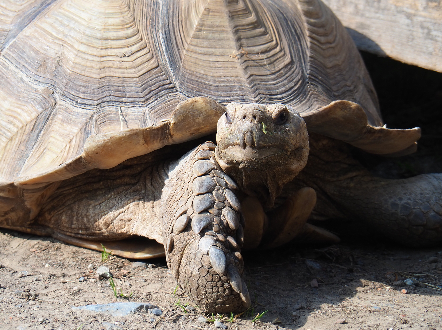 African spurred tortoise (Centrochelys sulcata), 2020-09-02